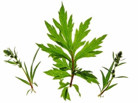 image of Common Mugwort