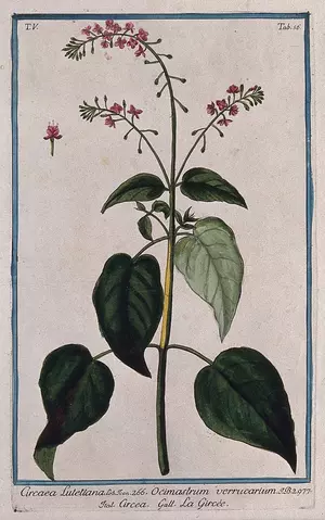 A botanical drawing of the wildflower Enchanter's nightshade (Circaea lutetiana)