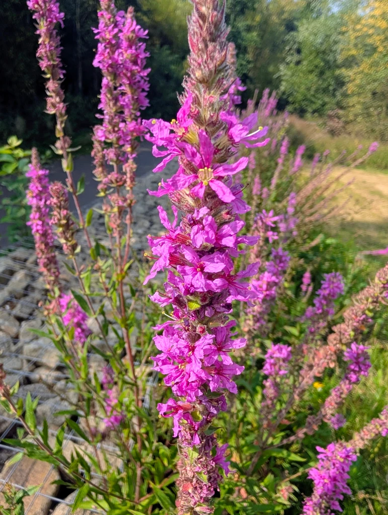 A picture of a purple flower in front of green foliage. 