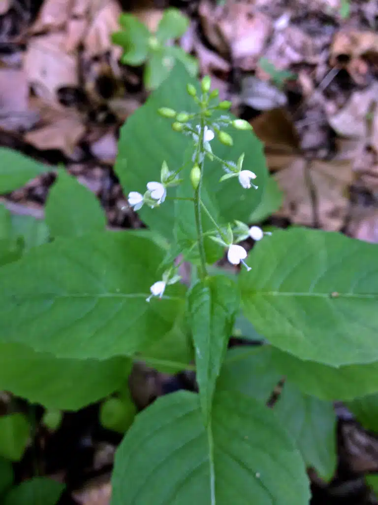 Flowers and leaf profile of Enchanter’s Nightshade (Circaea lutetiana) on a background of leaves.