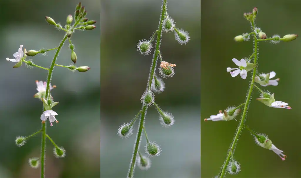 Macro picture of the flowers and seed pods of the Enchanter’s Nightshade (Circaea lutetiana).