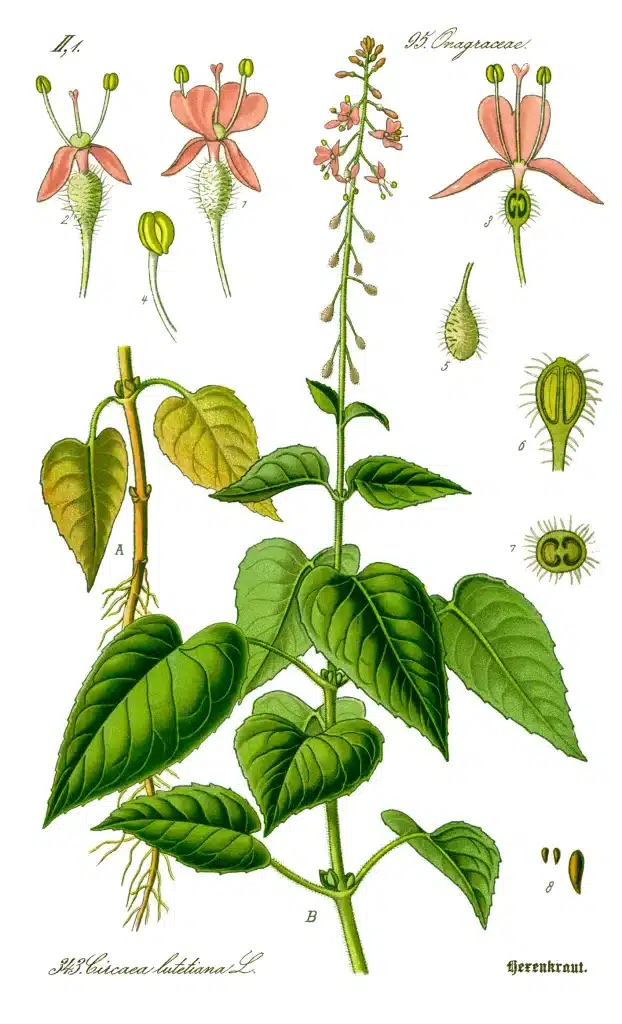 Botanical illustration of the Herb Enchanter’s Nightshade (Circaea lutetiana).