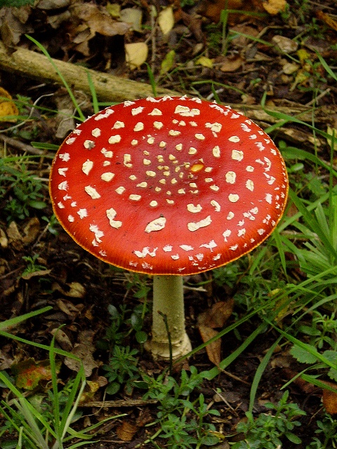Fly agaric
